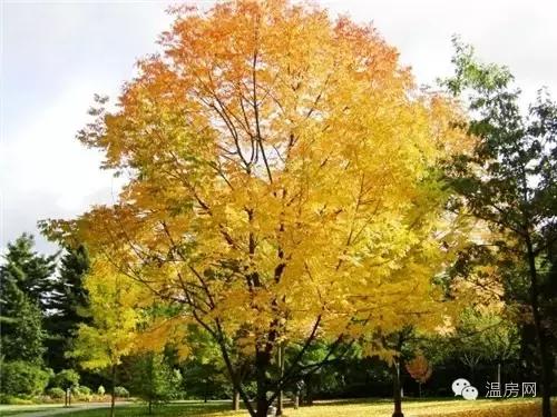 温哥华劳斯莱斯,温哥华买劳斯莱斯视频