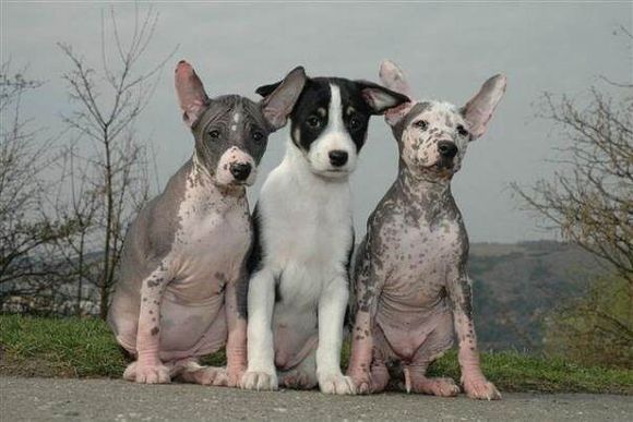 各个国家的土狗图片,20个国家土狗图片