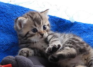 宠物猫名字大全布偶,宠物猫名