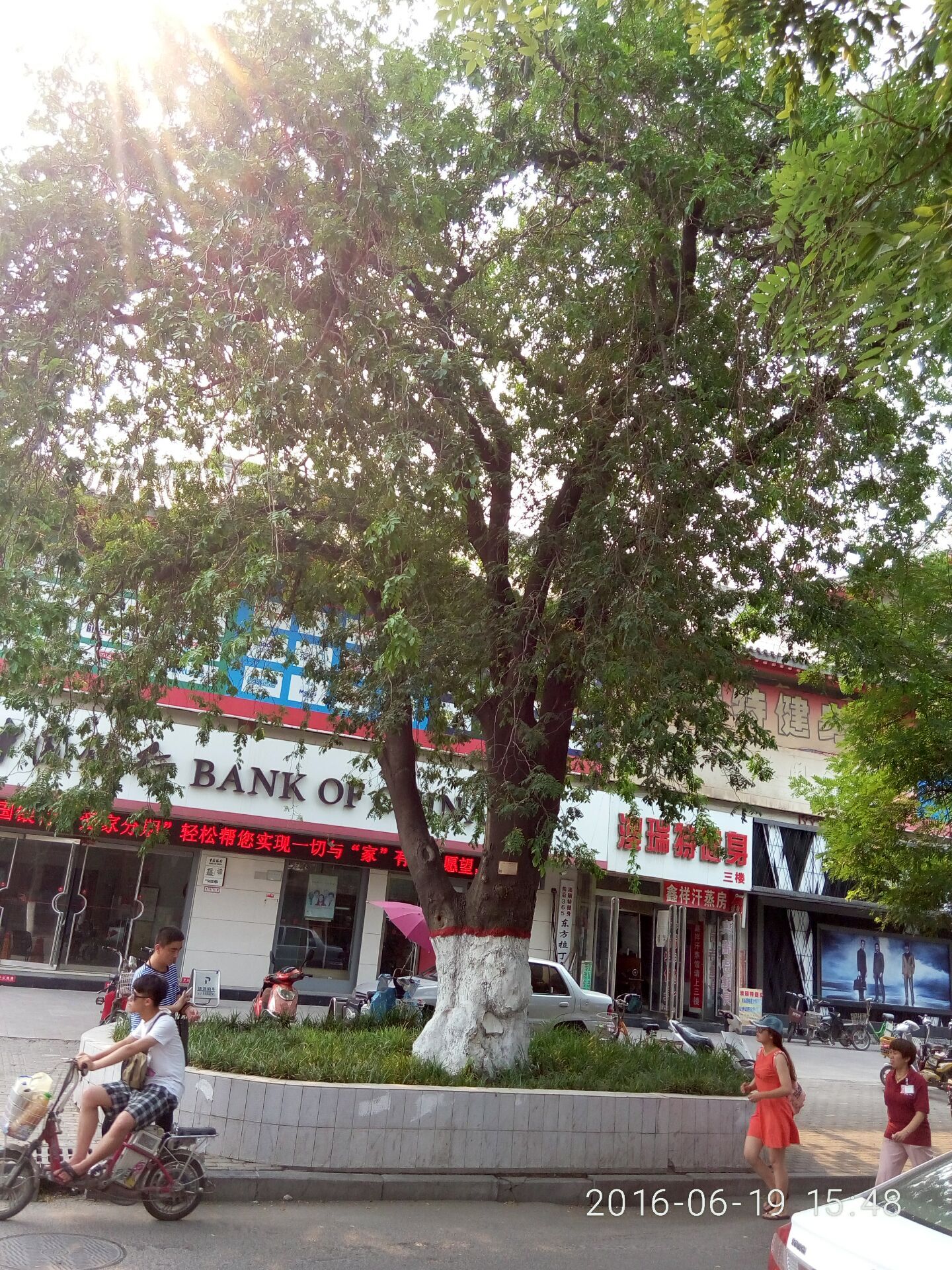 河南千年以上的古树在哪里,安阳十大奇特古树