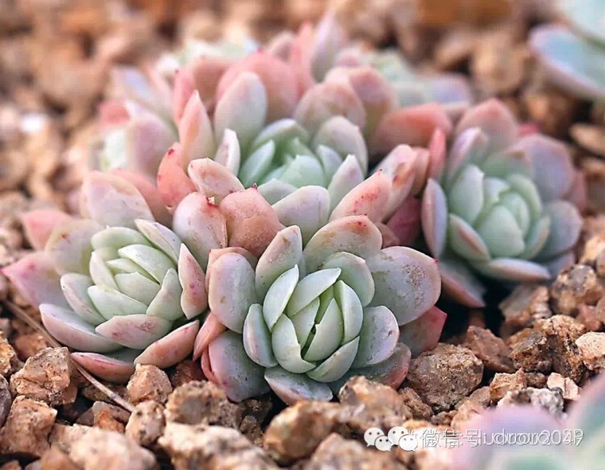 中秋送礼送水果可以吗,中秋送礼除了螃蟹还可以送什么