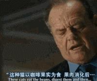 猫屎咖啡真相大揭秘,猫屎咖啡的真实生活