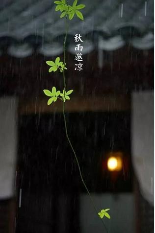 白露节气饮白露茶,暑退凉风起闲饮白露茶