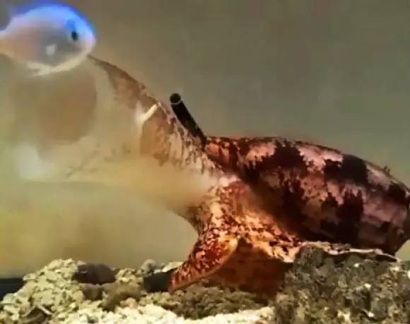 海螺的毒素,各种海螺的毒素