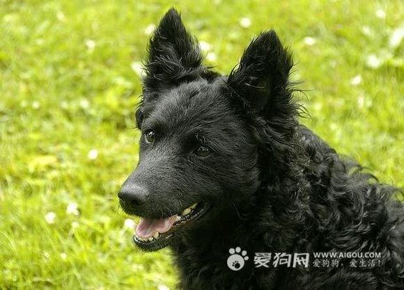 纯纯的土狗,纯纯的小土狗