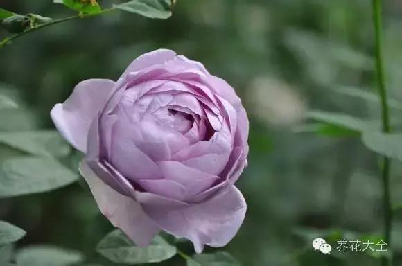 冰淇淋月季快开花的样子 (夏花标准的月季)