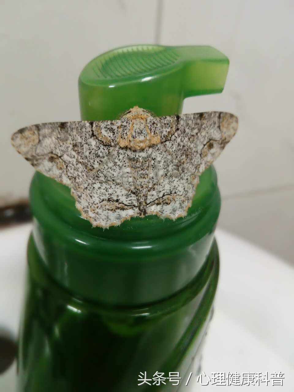 服用抗精神病药物导致肥胖怎么办,精神病药物导致的发胖怎么办