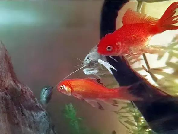 捕获大鱼惊悚片,拍到鲨鱼捕食鱼的真实一幕