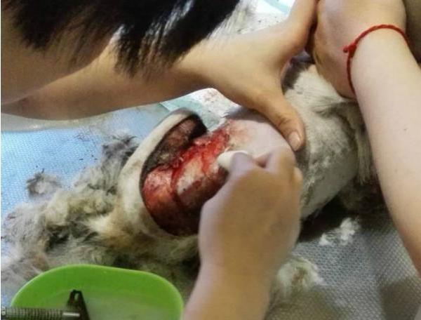 小狗被医院治死,小狗狗被人用糖葫芦刺穿身体