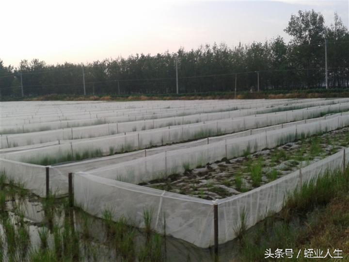 水蛭的幼年期长什么样子,水蛭的外观特征是什么样的