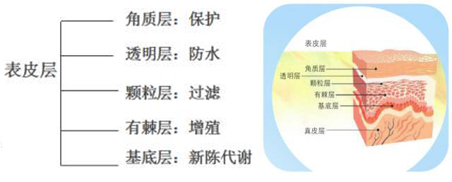 熬夜脸色暗黄粗糙吃点什么,熬夜皮肤暗黄粗糙有什么办法