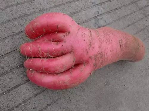 我种的萝卜分叉咋回事?怎么防治？