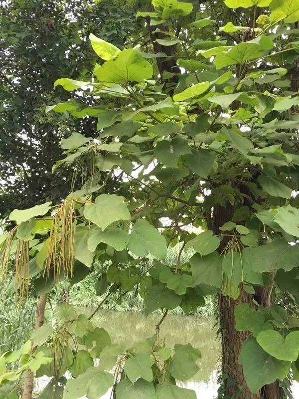 袁庄千年皂角古树,袁庄老古树