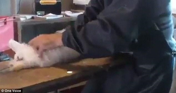 农场虐待小羊羔真实案件,农场虐待刚出生的动物