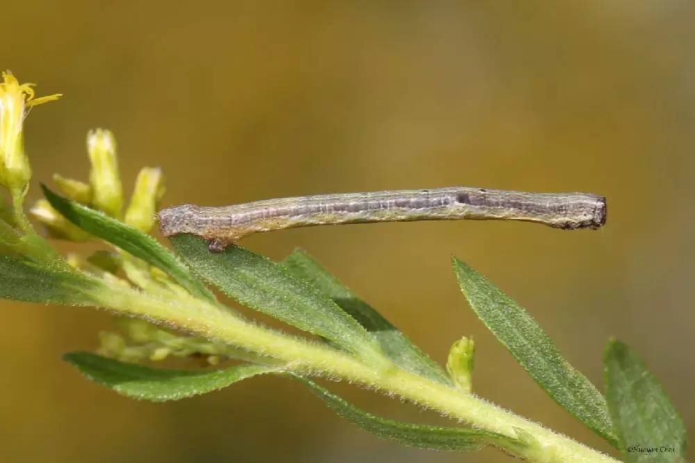 尺蠖伪装成树枝,尺蠖伪装视频动画