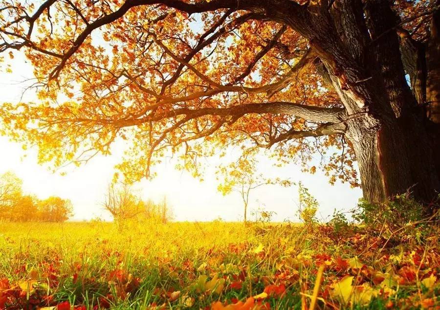 李云风作品集,李云风的小说