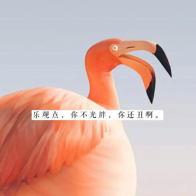 高圆圆：吃得太胖会变成猪被杀掉，可不吃也一样会老死啊