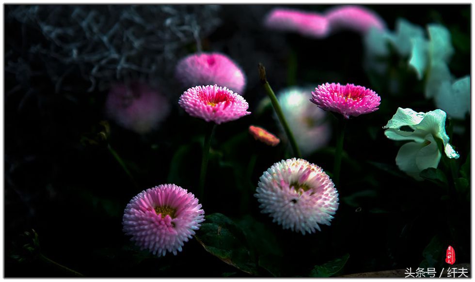 姹紫嫣红入夏来,姹紫嫣红等你来