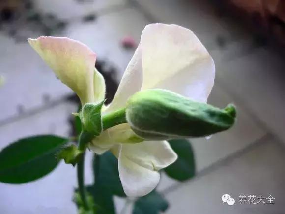 冰淇淋月季快开花的样子 (夏花标准的月季)