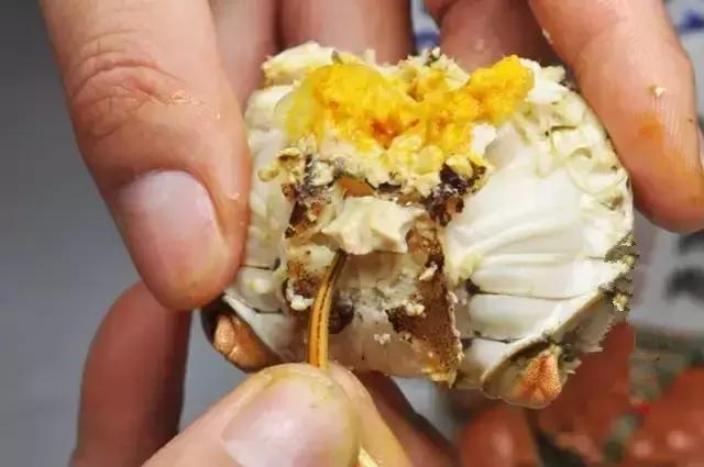 大闸蟹知识教程,大闸蟹基础知识培训