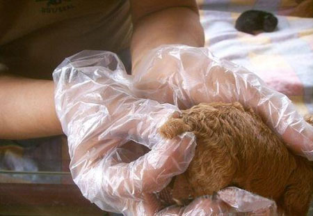 泰迪断尾对狗有好处吗,断尾和不断尾灰泰迪