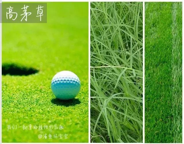 植物世界,植物世界月见草