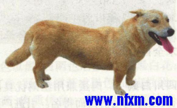 纯纯的土狗,纯纯的小土狗