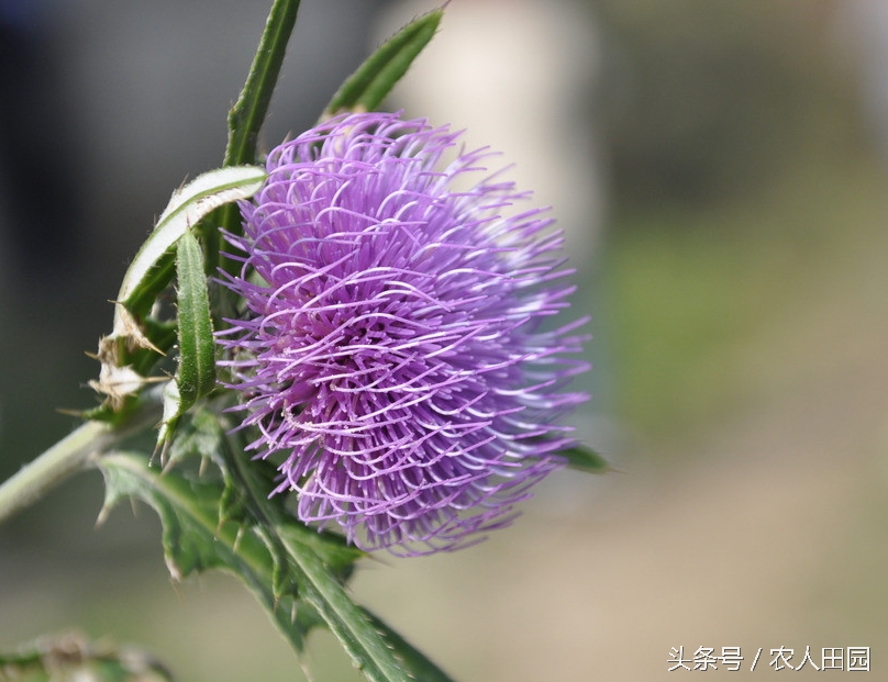 刺角芽用什么农药能除根,刺角芽用什么药能除掉