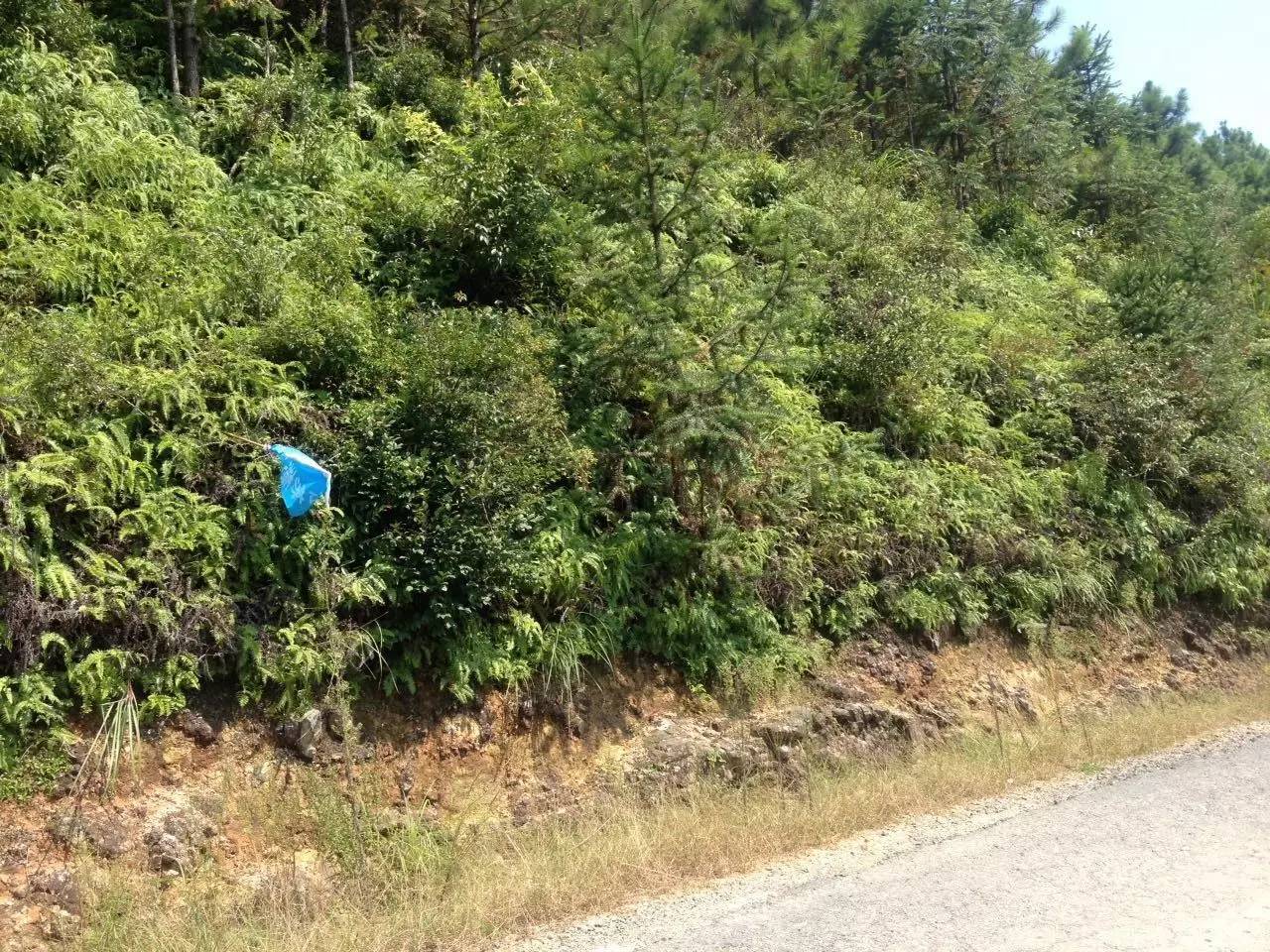 霞浦东海一号公路路线图最新,霞浦县柏洋乡联七线