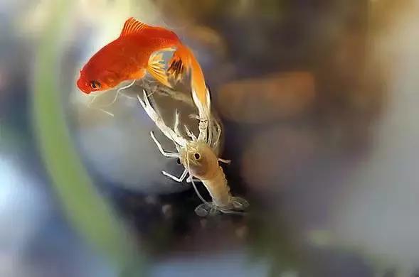 捕获大鱼惊悚片,拍到鲨鱼捕食鱼的真实一幕