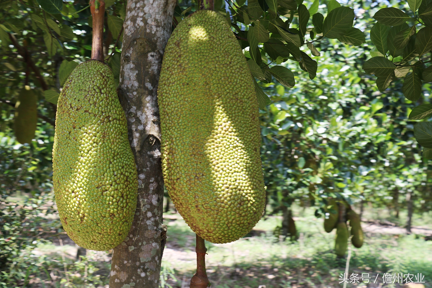 菠萝蜜是什么味道的怎么形容,菠萝蜜没什么味道是怎么回事