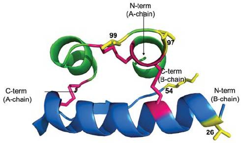 海螺的毒素,各种海螺的毒素