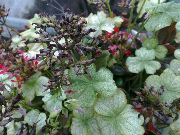 老款诺基亚n9,诺基亚n9还能用吗