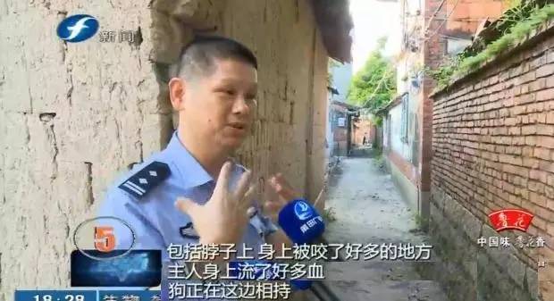 藏獒打架咬死狗,五分钟罕见藏獒打架