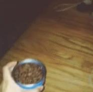 猫咪犯错关禁闭挨饿,猫咪吃了个罐头后很乖