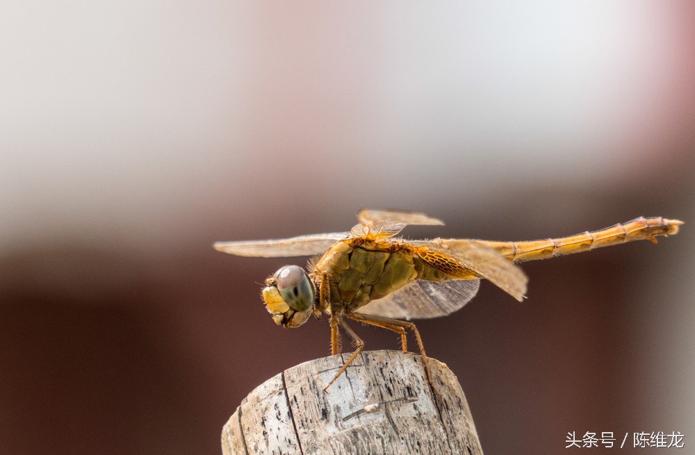 优秀软文文案背后的技巧,文案编辑写作技巧