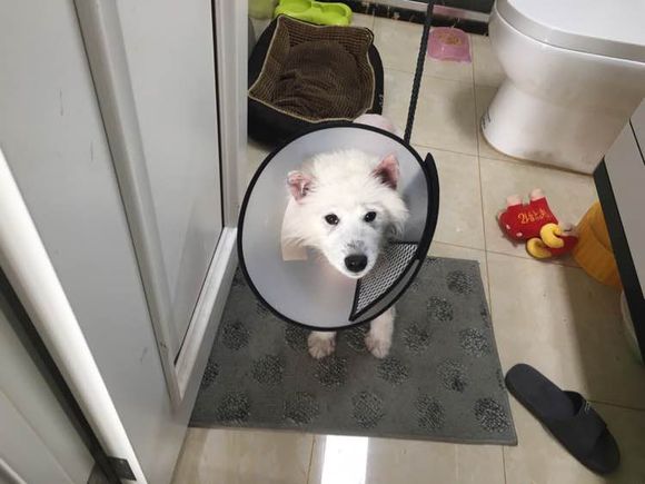 路边捡到一只萨摩耶,捡到萨摩耶有狗癣