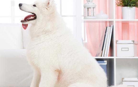 挑选萨摩耶的攻略图,挑选萨摩耶犬有什么技巧