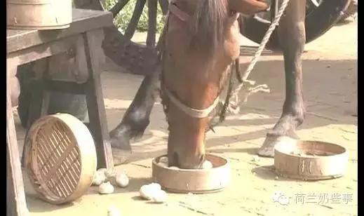 奶牛为什么只吃草不吃饲料,奶牛只吃草不吃料咋办