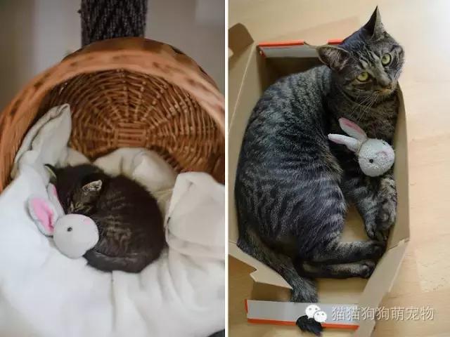 一张照片证明宠物养得很好,发一张宠物照片证明它很可爱