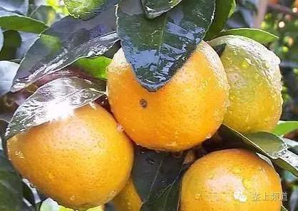 关于水果的那些秘密，湖北老乡看过来！