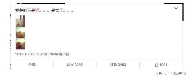 陈赫抱猫咪是什么猫,陈赫养了多少只猫