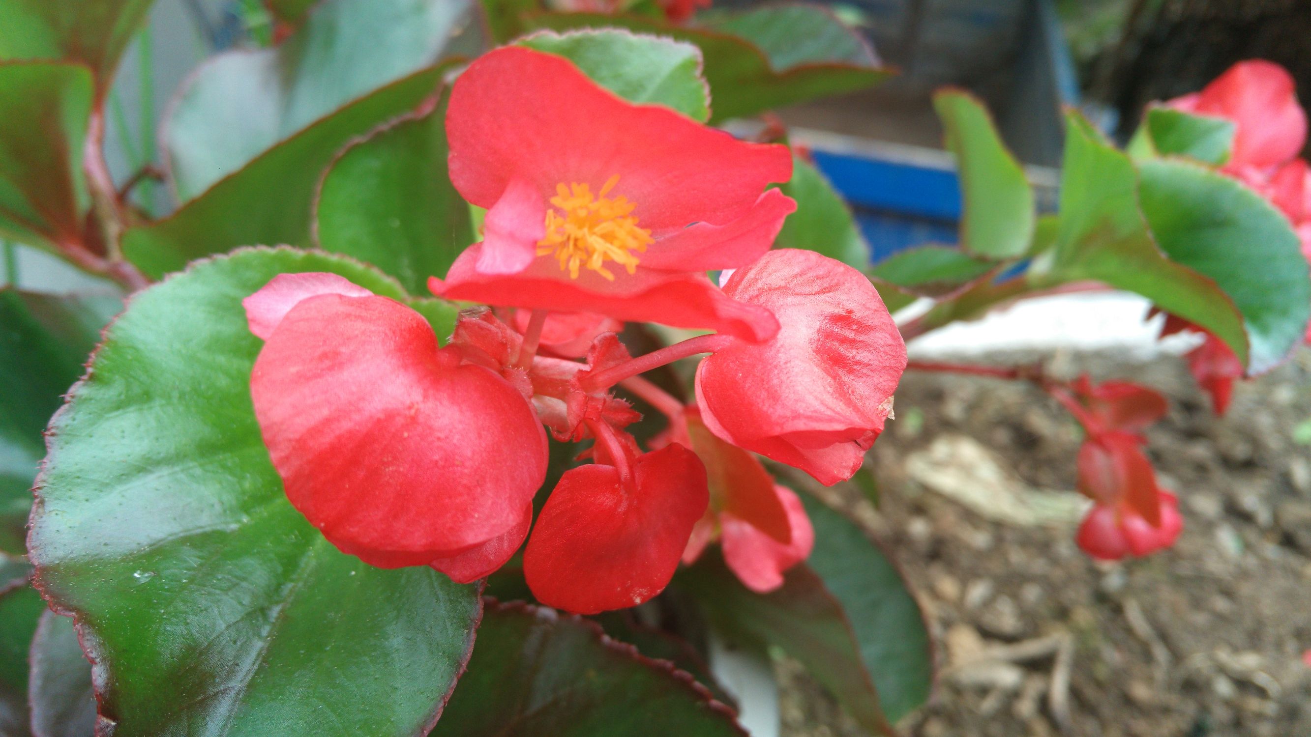 千元机z9,努比亚z9mini有nfc功能吗