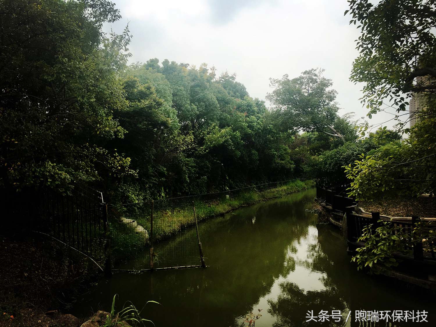 锦鲤鱼池花园庭院,最好看的长方形入户花园锦鲤鱼池