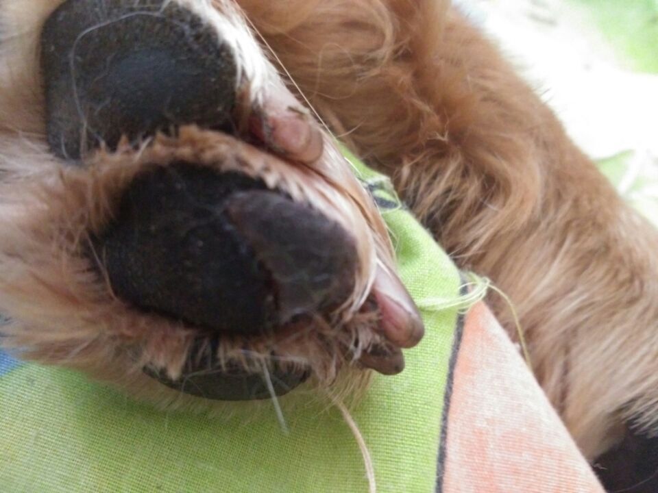 金毛脚掌受伤了怎么办,金毛脚掌受伤恢复