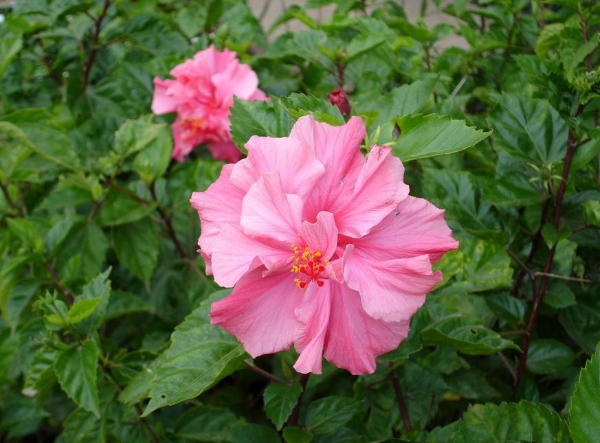 有哪些好听的花儿,好看花儿的名字有哪些