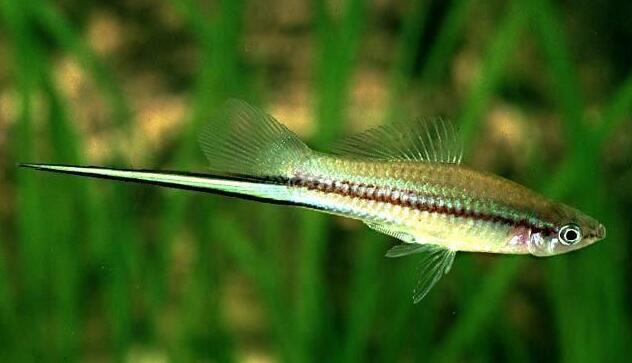 剑尾鱼哪个品种最好养,凤尾热带鱼养殖技术大全