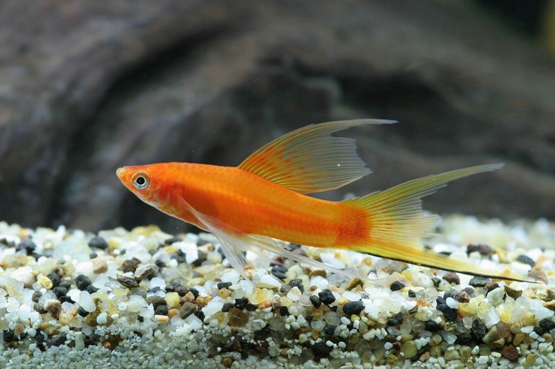 剑尾鱼哪个品种最好养,凤尾热带鱼养殖技术大全
