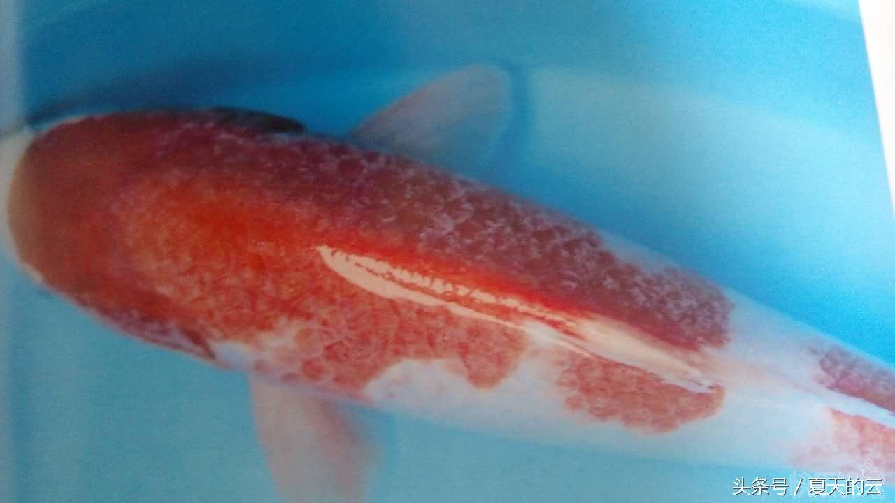 锦鲤白点病如何治疗,锦鲤白点病用杀虫么