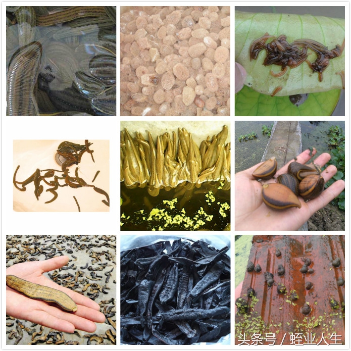 水蛭的幼年期长什么样子,水蛭的外观特征是什么样的